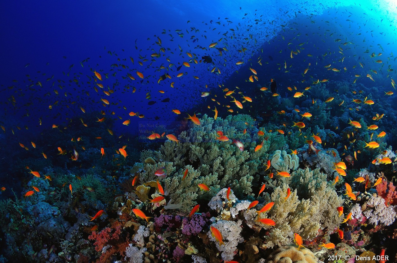 Pseudanthias-squamipinnis Anthias orange ambiance-Safaga Abu kifan-26m-20171124-Denis-ADER-DSC_3799_tn.jpg